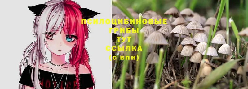 блэк спрут ссылка  Тайга  Псилоцибиновые грибы Magic Shrooms 